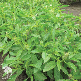 Базилик Аромат Лимона (для кулинарии)