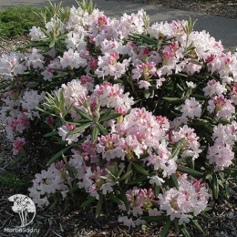 Рододендрон вечнозеленый Святой Мишель