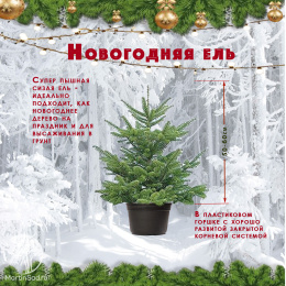 Ель новогодняя пышная Глаука