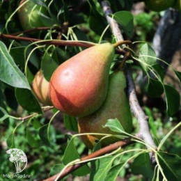 Груша гибрид Кокинская + Москвичка