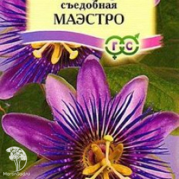 Пассифлора съедобная Маэстро