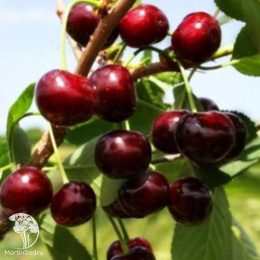Вишня Жуковская (дюк)