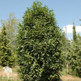 Лавровишня обыкновенная Генолия