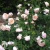 Роза английская Пердита фото 2 