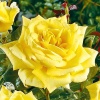 Роза чайно-гибридная Ландора на штамбе фото 4 
