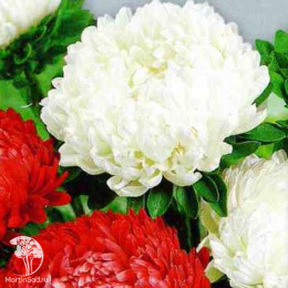 Астра пионовидная Полька