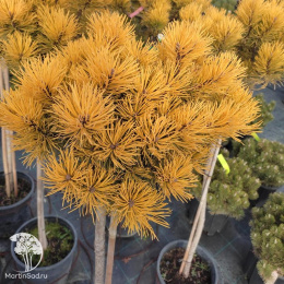 Сосна горная Карстенс Винтерголд на штамбе