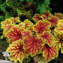 Сверхвыгодный микс! Гейхера Дельта Даун + Гейхера Черри Кола + Гейхера Ред Лайтинг