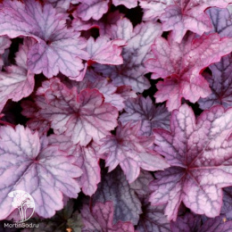 Гейхера Шанхай