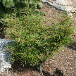  Бук европейский Мерседес на штамбе