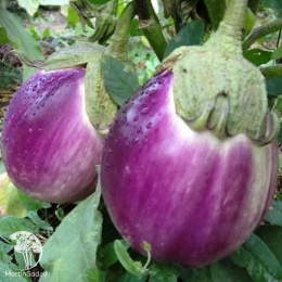 Баклажан Белоснежка +Боровичок  серия Дуэт