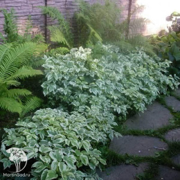 Cныть обыкновенная Вариегата