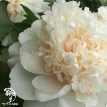 Фото Пион древовидный Цзынь Гуй Пяо Сян / Аромат Золотой Корицы Витает в Воздухе