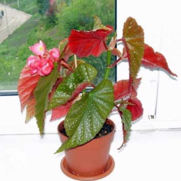 Бегония коралловая