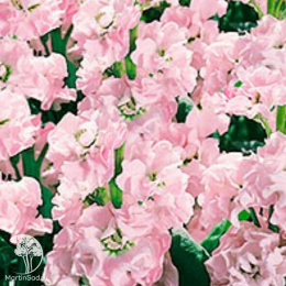 Левкой высокорослый Чудо яблоневый цвет