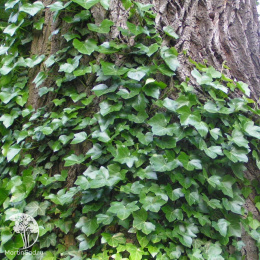 Плющ обыкновенный