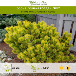 Сосна горная Голден Глоу