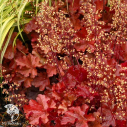 Гейхера гибридная Махагон