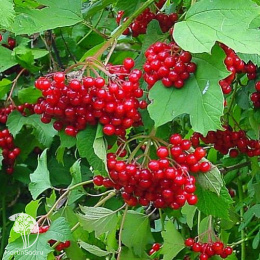 Калина обыкновенная