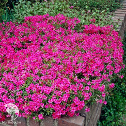 Флокс шиловидный Скарлет Флейм