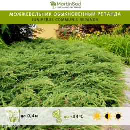 Можжевельник обыкновенный Репанда