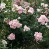 Роза парковая Синдерелла фото 2 