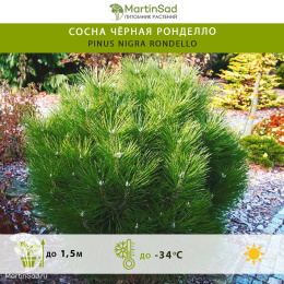 Сосна чёрная Ронделло