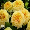 Роза чайно-гибридная Голден Тауэр фото 3 