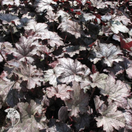 Гейхера Аметист Мист