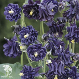 Аквилегия Башня темно-синяя, обыкновенная серия Лавандовые грезы Н20 DH