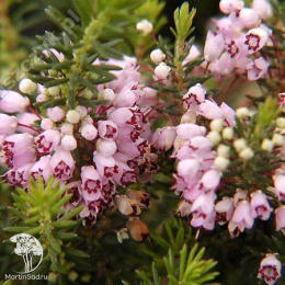 Эрика блуждающая Холден Пинк