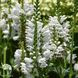 Физостегия Кристал Пик Уайт