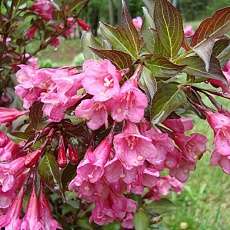 Фото Вейгела цветущая Нана Пурпуреа