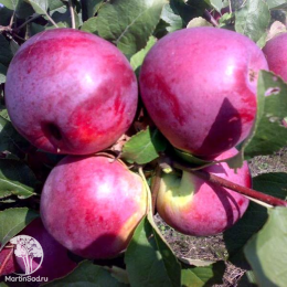 Сверхвыгодный комплект! Яблоня Былина + опылитель яблоня Вишнёвое