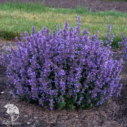 Котовник фассена Грол