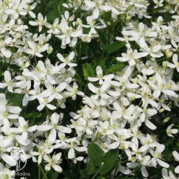 Клематис Маньчжурский