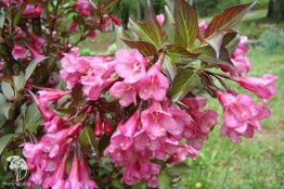 Фото Вейгела цветущая Нана Пурпуреа