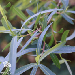 Ива пурпурная Пендула