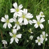 Cerastium arvense Ясколка луговая фото 1 