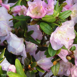 Рододендрон даурский Эйприл Рейн