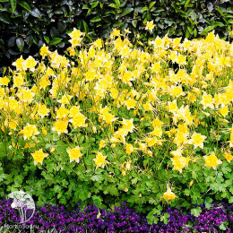 Аквилегия Желтый гигант, культурная (серия Русский богатырь) Н18