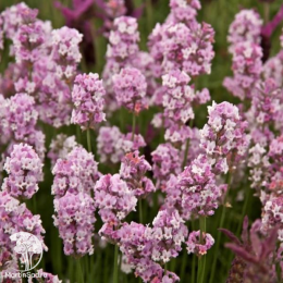 Набор для ароматной грядки лаванда Розеа + Манстэд + Альба