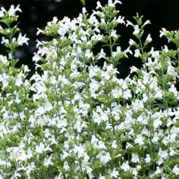 Душевик котовниковый