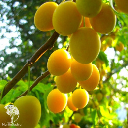 Слива гибрид Светлячок + Шарафуга (слива х персик х абрикос)