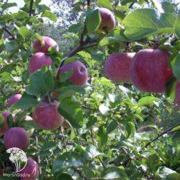 Яблоня обыкновенная Орловское полосатое