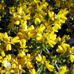 Дрок лидийский