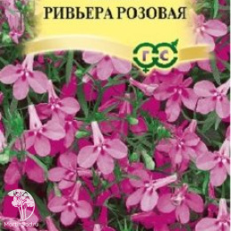 Лобелия Ривьера Розовая сер. Элитная клумба