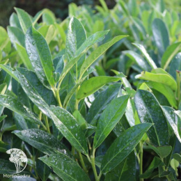 Лавровишня обыкновенная Элли