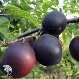 Абрикос обыкновенный Саратовский Рубин + Чёрный Принц