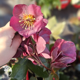 Морозник Айс эн Роузес Эрли Ред